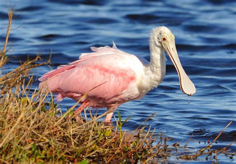 Steve Rogers birding: Roseate Spoonbills in Florida