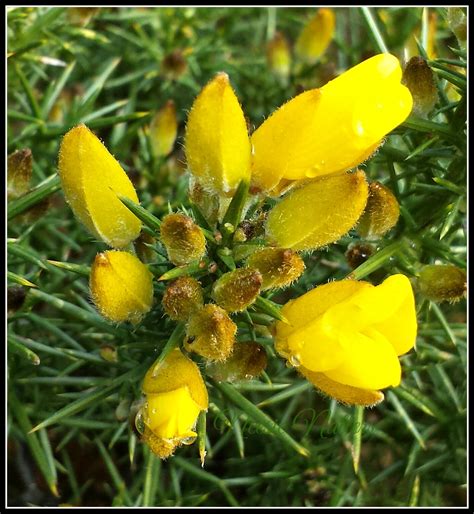 Neesie Natters: Flowering Gorse