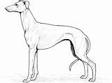 Dog Breed Coloring Pages sketch template