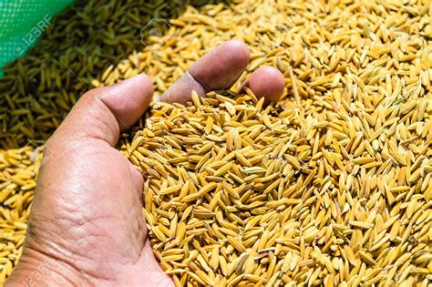 Rice Farming: Complete Guide from Seeds to Harvest – SeedIndustry