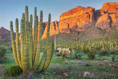 Organ Pipe Cactus National Monument - Alan Crowe Photography