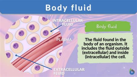 Body fluid - Definition and Examples - Biology Online Dictionary