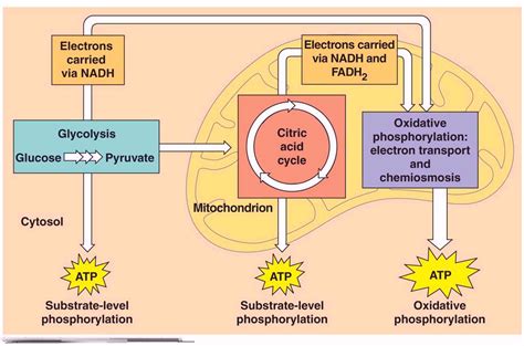 Cellular Respiration and Fermentation Diagram | Quizlet