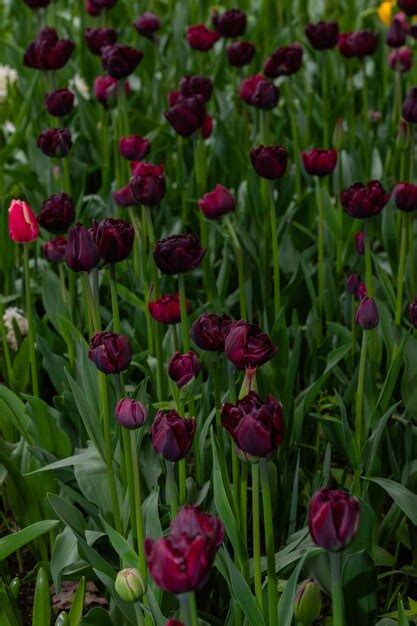 Premium Photo | Black dutch tulips flowerbed with elite tulip varieties ...