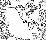 Free Printable Hummingbird Coloring Pages At GetColoringscom  sketch template