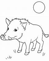 Wild Boar coloring page Sheet sketch template