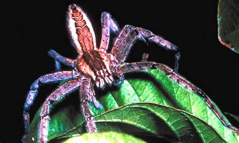 Huntsman Spider - Facts, Bite & Habitat Information