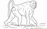 Baboon Coloring Pages Animal African Animals Wild Kids Drawing Africa  sketch template