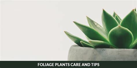 Thriving Greens: A Comprehensive Guide to Foliage Plants Care and Tips