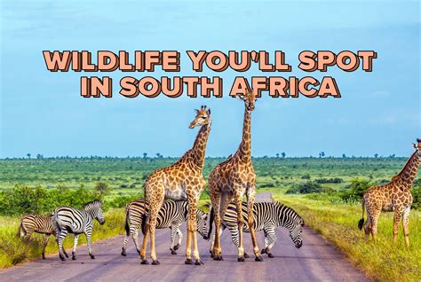 Wildlife You'll See On Safari In South Africa | INTRO Travel