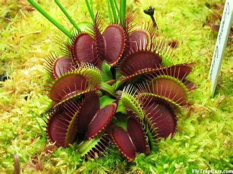 Venus flytrap Registered Cultivars List - FlytrapCare.com