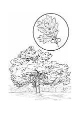 Scenery coloring Pages  Free Coloring sketch template