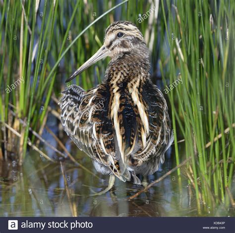 Snipe Bird Stock Photos & Snipe Bird Stock Images - Alamy