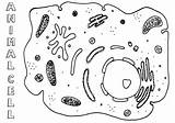 Printable Cell Coloring Page sketch template