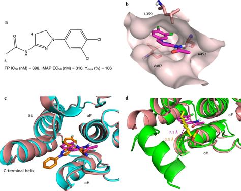 a Structure of dihydropyrazole exemplar 5 shown with its FP IC50 and ...