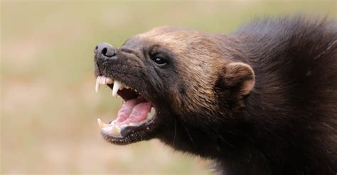 Fearless Wolverine Fends off A Wolf Twice Their Size - A-Z Animals