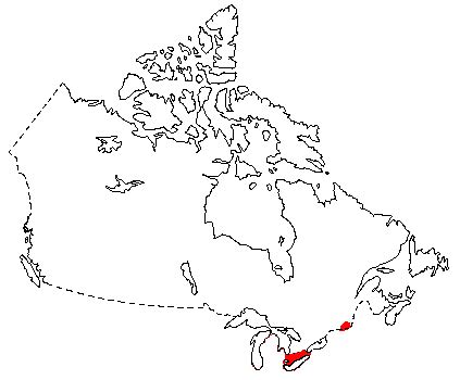 Canadian Biodiversity: Species: Mammals: Woodland Vole