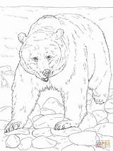 Free Printable Realistic Animal Coloring Pages  sketch template
