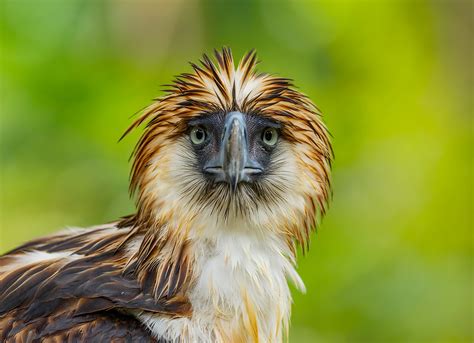 Download Stare Beak Bird Of Prey Eagle Animal Philippine Eagle HD Wallpaper