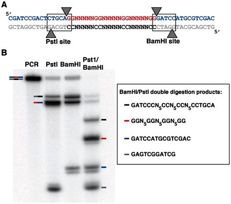 (A) Sequence of the PCR product. PstI and BamHI restriction sites are... | Download Scientific ...