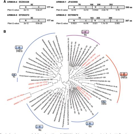 Figure 2 from A novel three-unit tRNA splicing endonuclease found in ultrasmall Archaea ...