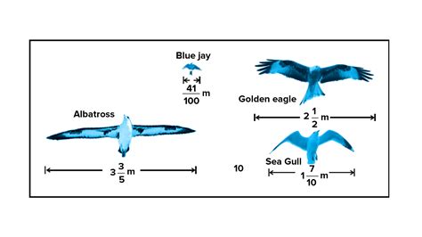 The diagram shows the wingspans of different species of birds. Use the ...