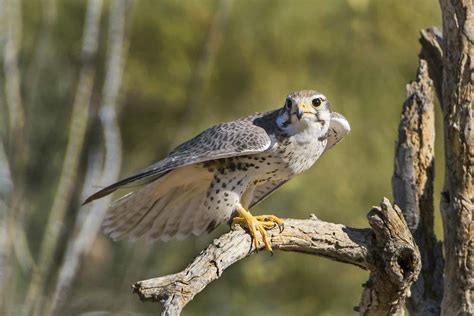 Falcon | Bird of Prey, Hunting & Migration | Britannica