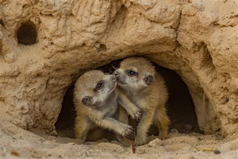 Jen Guyton - Kalahari Meerkats