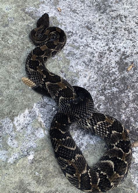 Woodland Wildlife Spotlight: Timber Rattlesnake | University of ...