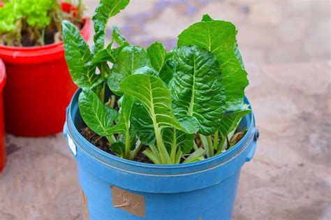 Can You Grow Spinach Indoors And What All Is Required? - FallsGarden