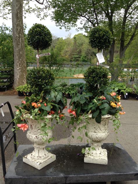 Eugenia Topiary with Begonias and Vinca Vine