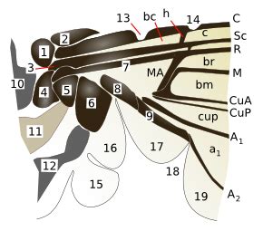 Notes on Entomology: Flies. Morphology and anatomy of adults: Wings - giand.it