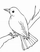 Nightingale coloring Page  Animals Town Animals color Sheet sketch template