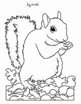 Backyard Animals And Nature Coloring Books Free Pages  HubPages sketch template