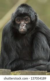 998 Baby Spider Monkey Royalty-Free Images, Stock Photos & Pictures ...