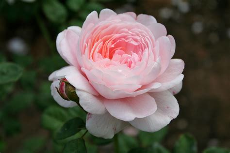 File:Pink rose 1.jpg - Wikimedia Commons