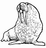Walrus Coloring Page At GetColoringscom  Free Printable Colorings sketch template