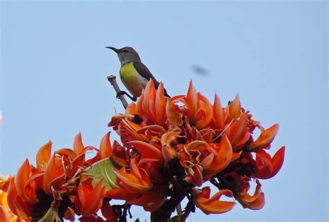 Sunbird Purple-Rumped Female - Free photo on Pixabay - Pixabay