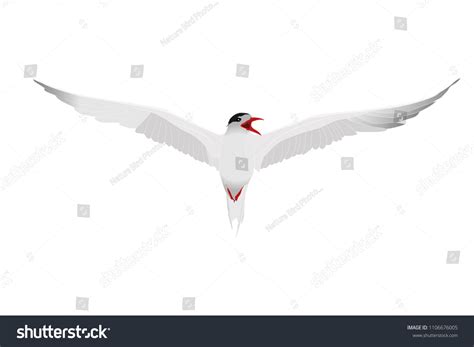 Flying Bird Tern Vector Image White Stock Vector (Royalty Free ...