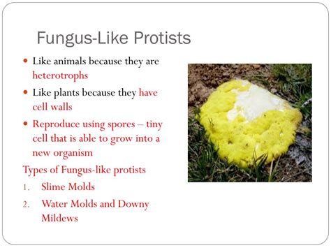 PPT - Protists and Fungi PowerPoint Presentation, free download - ID ...