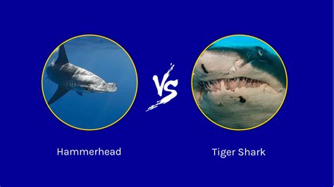 Hammerhead Shark vs. Tiger Shark: Who Would Win in a Fight? - A-Z Animals