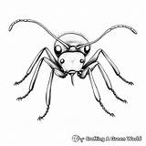 Ant Coloring Pages  Free & Printable sketch template