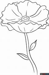 Poppy Coloring Page  Easy Drawing Guides sketch template
