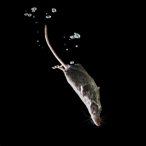 What Can Rats Teach Us About Hope? - Rove Pest Control