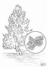 Sitka Spruce coloring page  Free Printable Coloring Pages sketch template