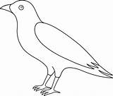 Crow Coloring Pages  Kidsuki sketch template