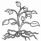 Plant Coloring Pages To Download And Print For Free sketch template