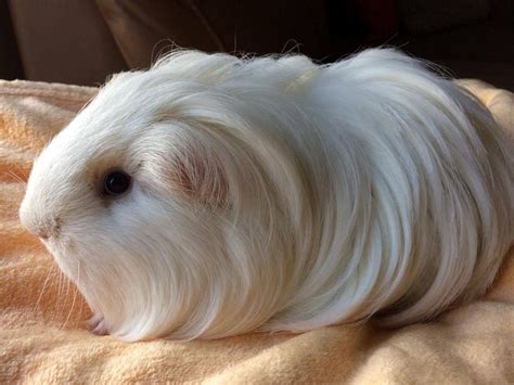 Sheltie Guinea Pig: Facts, Personality, Care, with Pictures