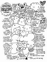 Endocrine System Coloring Worksheet Sketch Page sketch template