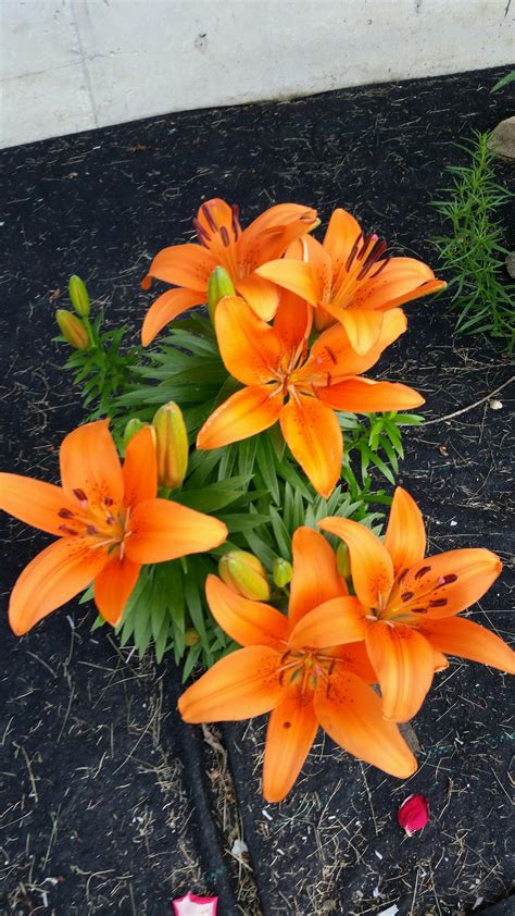 100 Happy Days Challenge: Day 39 (Tiger Lilies)